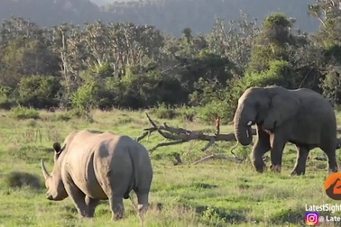 Chết cười với cảnh voi “dọa” tê giác