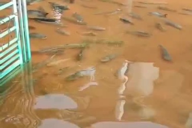 Mưa ngập nhiều ngày, cá tung tăng bơi lội ngay trên sân nhà