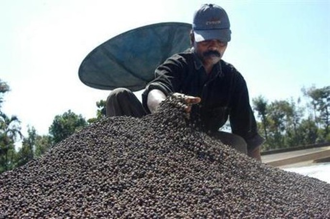 Hai chuyen la rat kho ly giai cua ho tieu Viet Nam - Anh 2