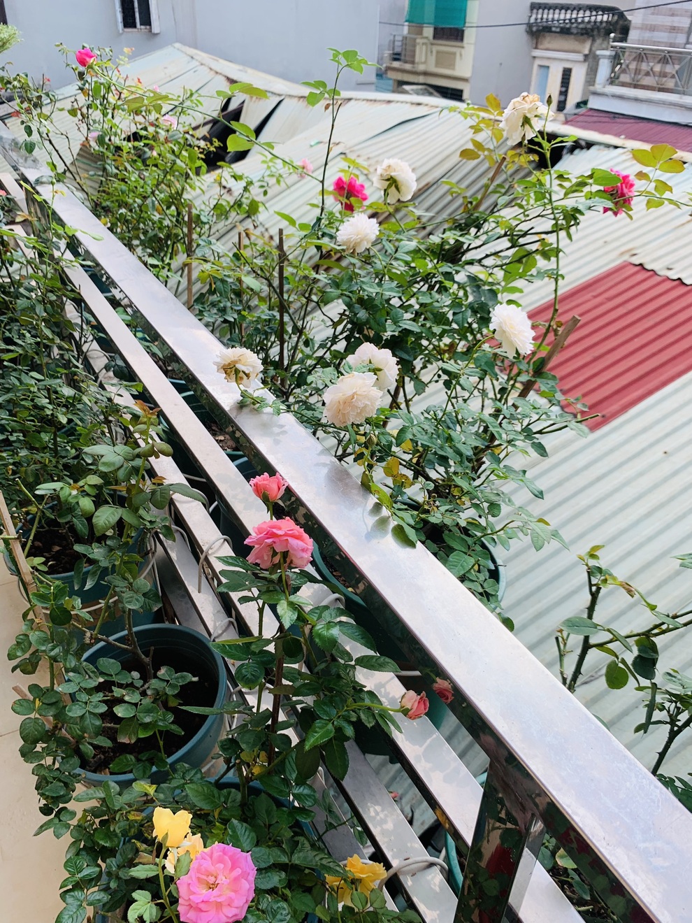 Nữ nhân viên văn phòng cơi nới ban công, làm vườn hồng hơn 30 giống - 2 Nữ nhân viên văn phòng cơi nới ban công, làm vườn hồng hơn 30 giống - 2