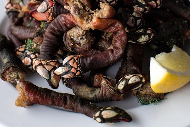 Loại ốc biển xấu xí 3 triệu đồng/con, nhà giàu muốn mua không có