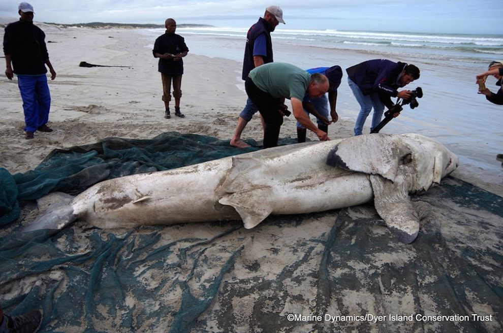 Meet the strange creatures that once washed up on the beach - 3