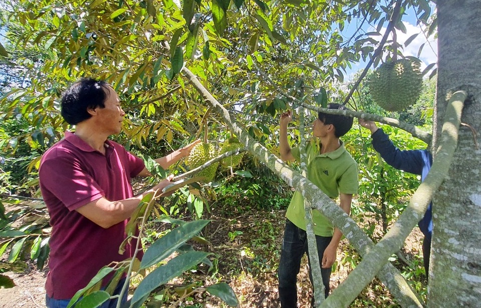 Phú Yên: Thu gần 200 triệu đồng/năm từ bí quyết ...ủ phân cá gốc cây - 4 Phú Yên: Thu gần 200 triệu đồng/năm từ bí quyết ...ủ phân cá gốc cây - 4