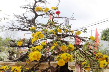 Ngắm những cây mai bạc triệu khoe sắc