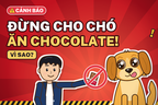 Một miếng chocolate có thể nguy hiểm với chó như thế nào?