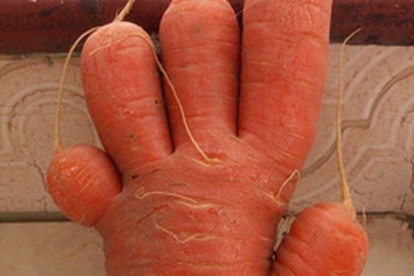 Củ cà rốt giống hệt bàn tay