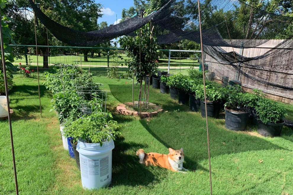 Chàng trai gốc Việt làm vườn 300m2, trồng ớt và hoa hồng ở Mỹ - 1