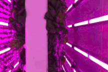 Nông trại tái chế từ container cũ, sản xuất 6000 cây rau củ mỗi tuần