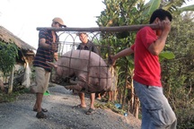 Gom lợn mỡ bán sang Trung Quốc