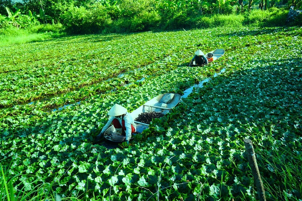 Kiếm vài chục triệu đồng mỗi vụ nhờ thứ củ có hình thù giống... sừng trâu - 2 Kiếm vài chục triệu đồng mỗi vụ nhờ thứ củ có hình thù giống... sừng trâu - 2