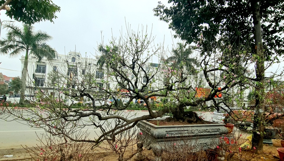Cây đào phai, thế rồng bay được hét giá 200 triệu đồng - 2 Cây đào phai, thế rồng bay được hét giá 200 triệu đồng - 2