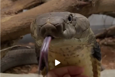 Clip vuốt ve rắn hổ mang chúa khiến người xem rùng mình