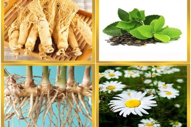 Những thảo mộc giúp ngăn rụng tóc hiệu quả