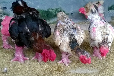 Mừng ít, lo nhiều chuyện thương lái Trung Quốc đổ xô mua gà “tiến vua”