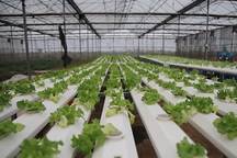 Trồng rau bằng smartphone, chị nông dân đều tay thu tiền tỷ