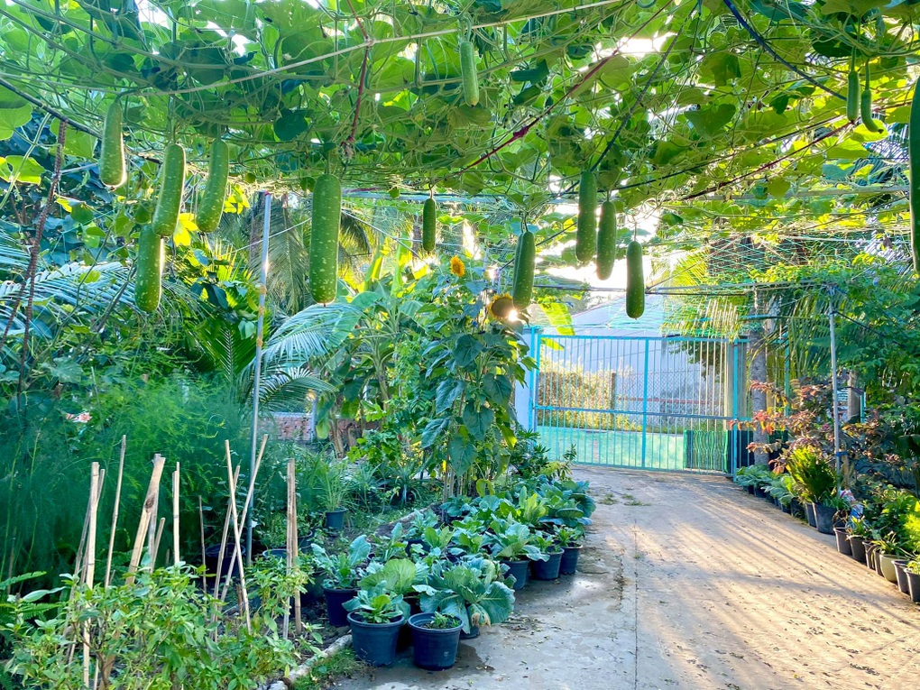 Vườn rau trái trĩu quả của chàng trai liệt hai chân ở miền Tây gây Vườn rau trái trĩu quả của chàng trai liệt hai chân ở miền Tây gây