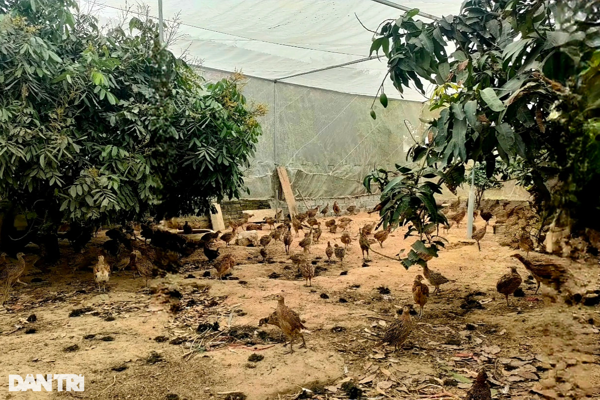 Người phụ nữ khởi nghiệp thành công với loài chim đuôi dài hơn người - 1 Người phụ nữ khởi nghiệp thành công với loài chim đuôi dài hơn người - 1