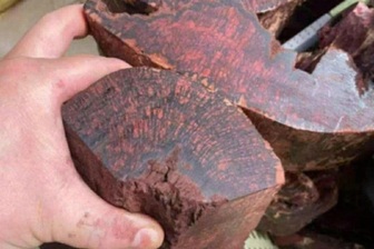 Loại gỗ tạp được mua với giá 3 triệu đồng/kg, dân đổ xô vào rừng săn tìm