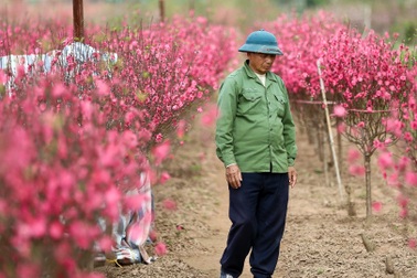 Người trồng đào Nhật Tân lo "mất Tết" do đào nở rộ