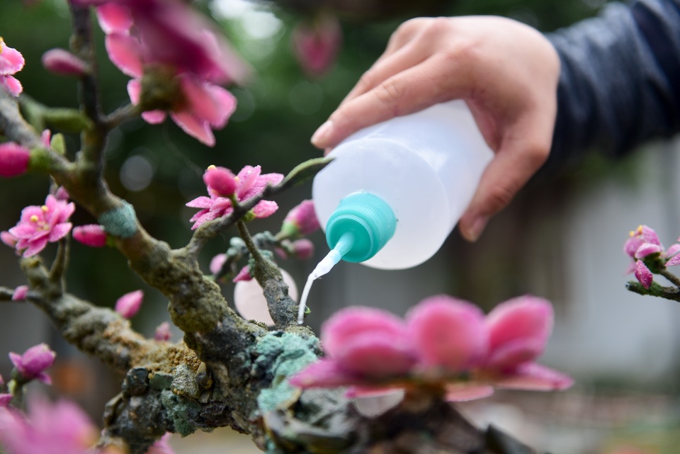 Hà Nội: Chi nửa tỷ đồng vẫn chưa mua được cây đào làm bằng đá quý - 8 Hà Nội: Chi nửa tỷ đồng vẫn chưa mua được cây đào làm bằng đá quý - 8