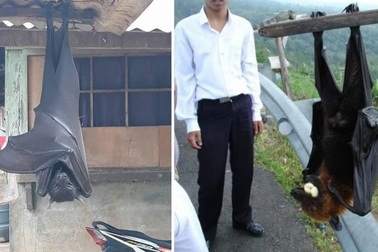 Sốc với loài dơi Philippines to bằng người lớn