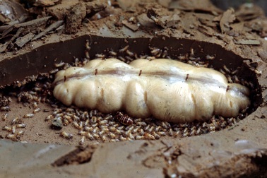 Săn “hàng độc” ở rừng làm đặc sản