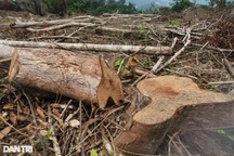 Rừng tự nhiên bị "bức tử" không thương tiếc