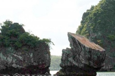 Thiên Nga trên vịnh Bái Tử Long bị... "mất đầu"