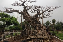 Mê mẩn vườn cây cảnh triệu đô đẹp nhất Hà thành