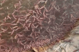 Loại đặc sản con "nhung nhúc, béo tròn" tới mùa mới được ăn ở Hải Phòng