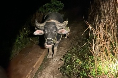 Lâm tặc táo tợn thuê trâu vào rừng phòng hộ kéo gỗ về tiêu thụ