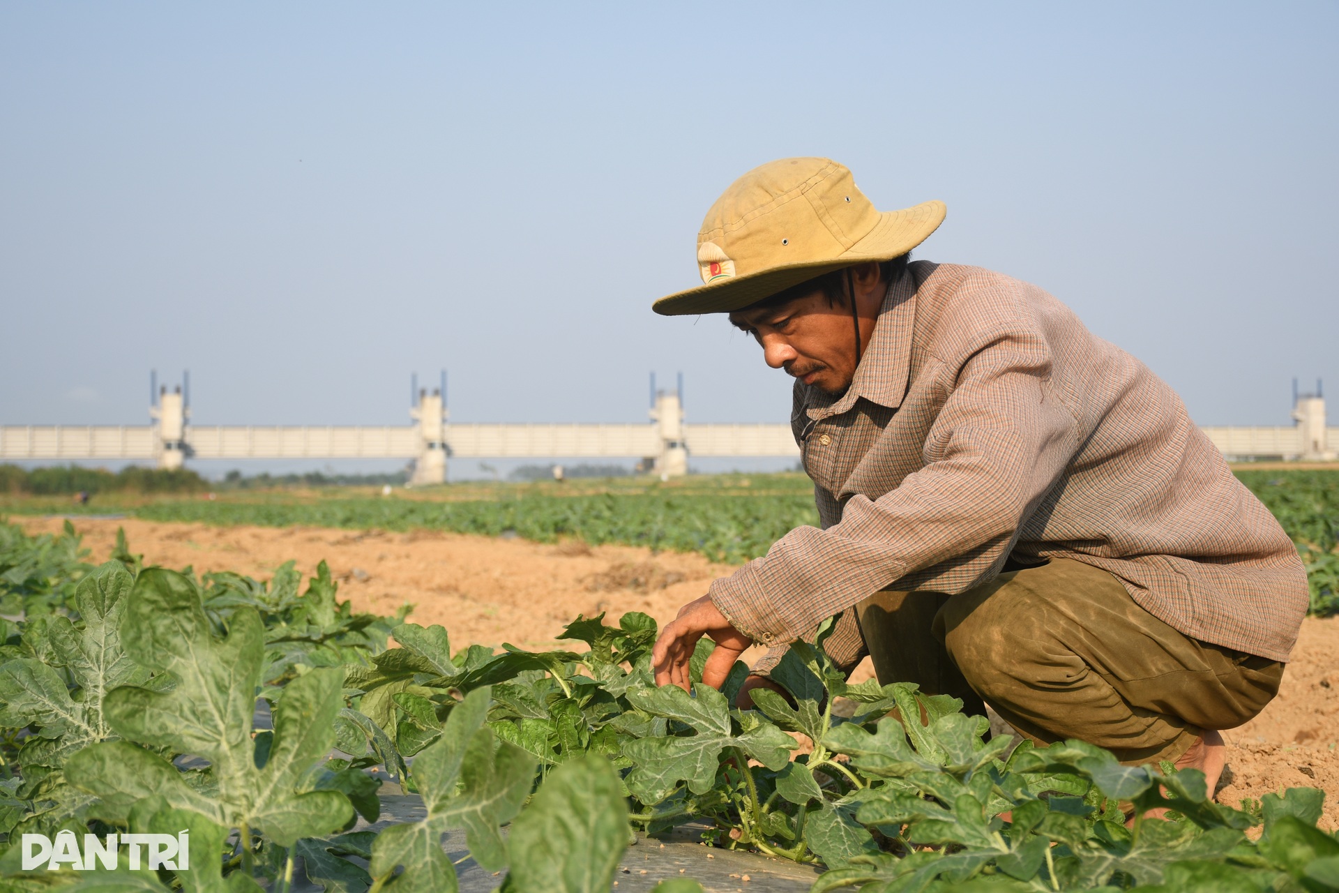 Canh cánh nỗi lo dưa ăn bò, gặm sổ đỏ - 2 Canh cánh nỗi lo dưa ăn bò, gặm sổ đỏ - 2