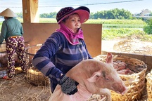 Ở Quảng Nam có nghề đặc biệt: Phụ nữ “bồng heo”