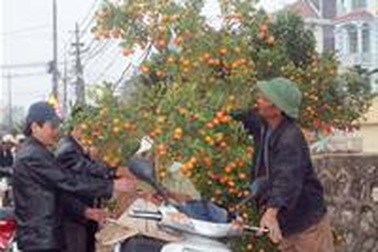 Chiều 30 Tết, đào - quất tụt giá thảm hại