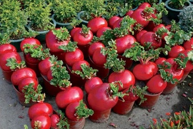 Trồng rau củ quả chơi Tết, dễ… mất tiền oan