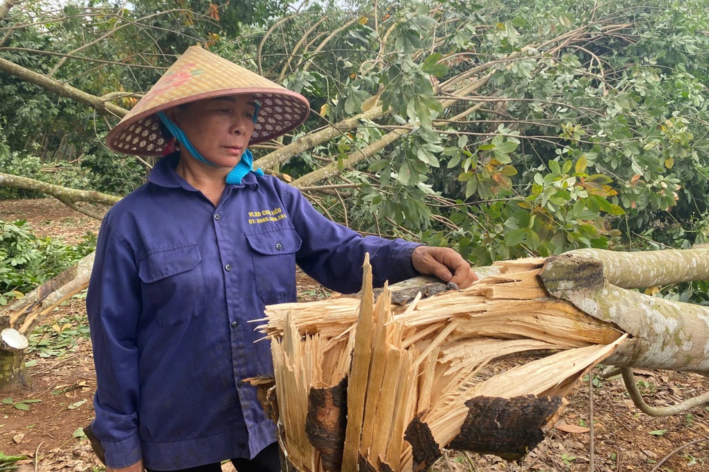 Cao su đổ la liệt do dông lốc, người trồng điêu đứng - 2 Cao su đổ la liệt do dông lốc, người trồng điêu đứng - 2