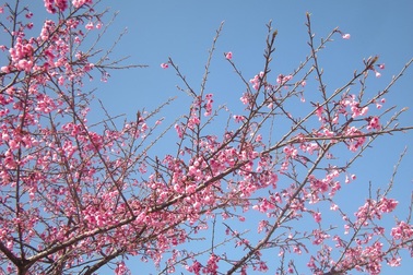 Hoa anh đào Nhật Bản khoe sắc hồng trên vùng cao Sa Pa