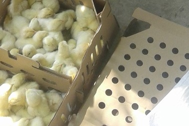 Sự thật về giống gà "lạ" đang tràn về nông thôn