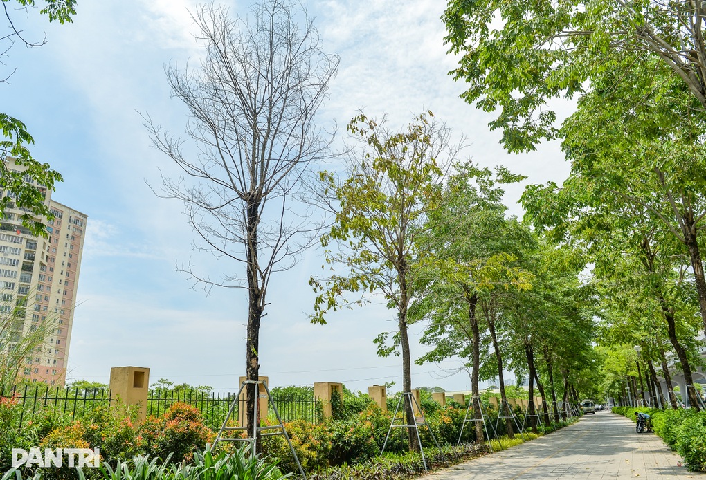 Hàng loạt cây có dấu hiệu chết khô, trụi lá ở Hà Nội - 7 Hàng loạt cây có dấu hiệu chết khô, trụi lá ở Hà Nội - 7