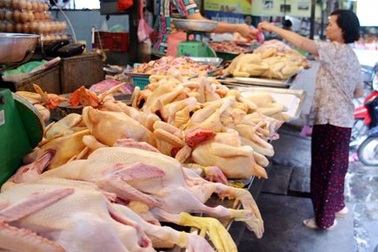 Trứng gà nhập lậu đang gia tăng!