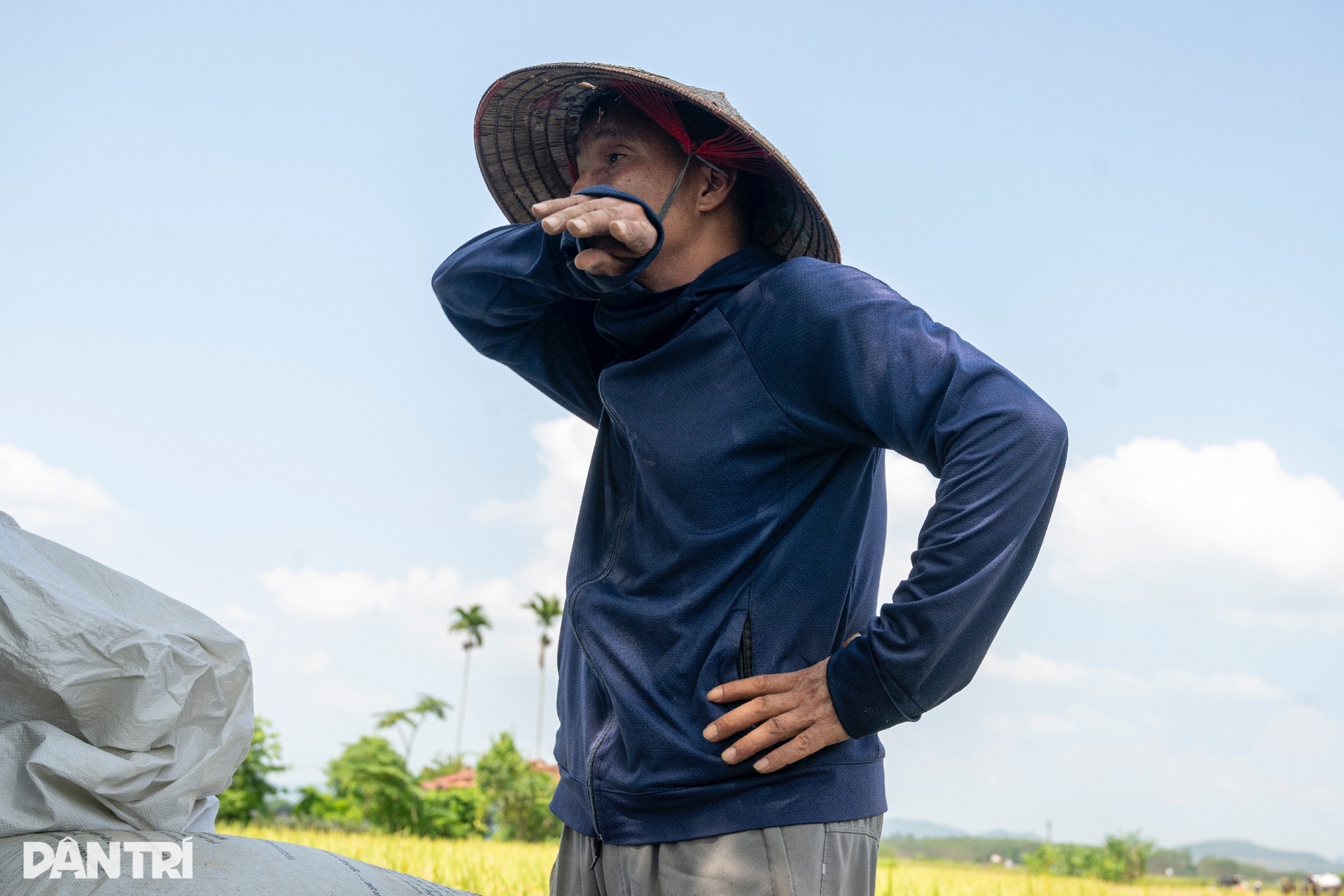 Nông dân Bắc Ninh tất bật gặt lúa non chạy lũ lịch sử - 11 Nông dân Bắc Ninh tất bật gặt lúa non chạy lũ lịch sử - 11