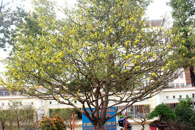 “Lão” mai vàng 90 năm tuổi được rao bán 1 tỷ đồng ở xứ “Công tử Bạc Liêu”