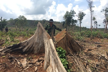 28ha rừng bị phá trắng dù cách chốt bảo vệ rừng… 15m!