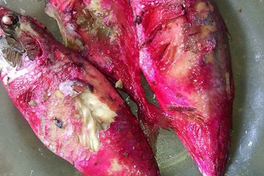 Cá kho chuyển màu đỏ bất thường