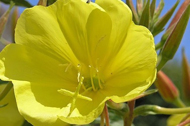 Thực vật có khả năng “nghe” tốt hơn chúng ta biết