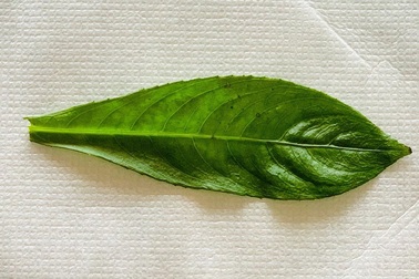 Những loại lá rau là vị thuốc chữa viêm họng cực hiệu quả