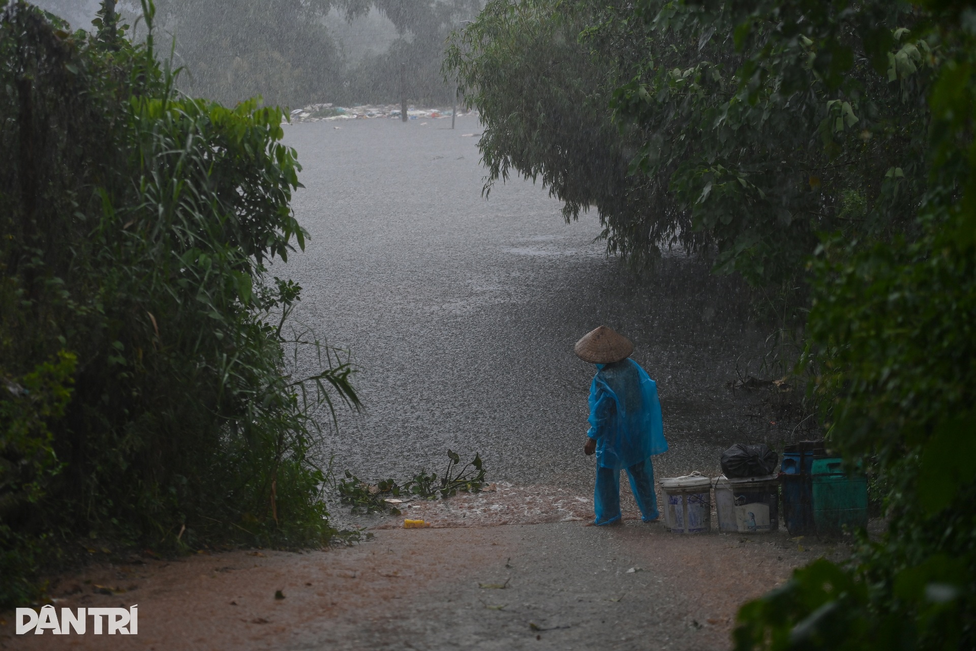Nước sông Hồng lên cao, cô lập bãi giữa, ngập trắng hoa màu - 6