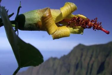 Thiết bị bay không người lái bất ngờ phát hiện loài hoa ở Hawaii được cho đã tuyệt chủng