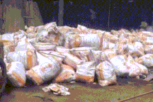 Chủ trại trắng tay khi lũ nhấn chìm vạn con gà: "Đau xót lắm!"