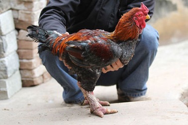 Đại gia săn gà Đông Cảo: Họ là ai? 